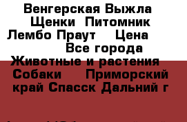 Венгерская Выжла. Щенки. Питомник Лембо Праут. › Цена ­ 35 000 - Все города Животные и растения » Собаки   . Приморский край,Спасск-Дальний г.